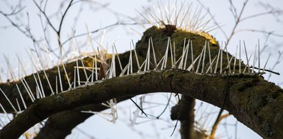 Zamontowali kolce na drzewach. Powód szokuje