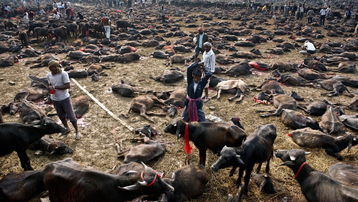 Festiwal Gadhimai