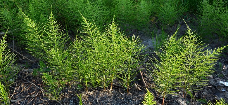 Zaraza ziemniaczana na pomidorach: jak zapobiegać? [OPRYSK]