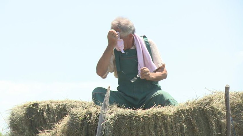 Srpski poljoprivrednici neumorno rade i po vrućini