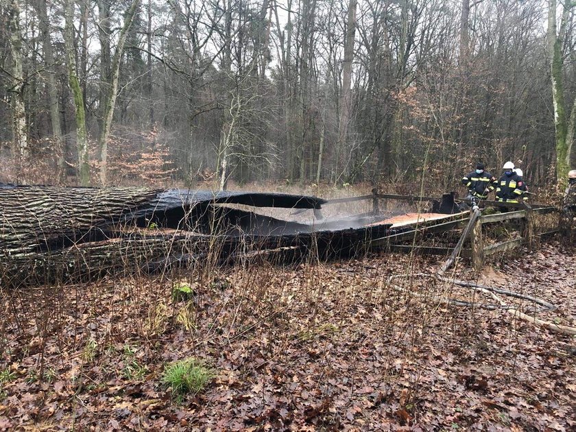 Liczący około 500 lat "Dąb Rzeczypospolitej", zwany też "Dębem Jagieły" spłonął w piątek w miejscowości Traczyka