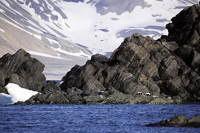 Galeria Wystawa polarnej fotografii przyrodniczej "Ptaki Spitsbergenu", obrazek 41