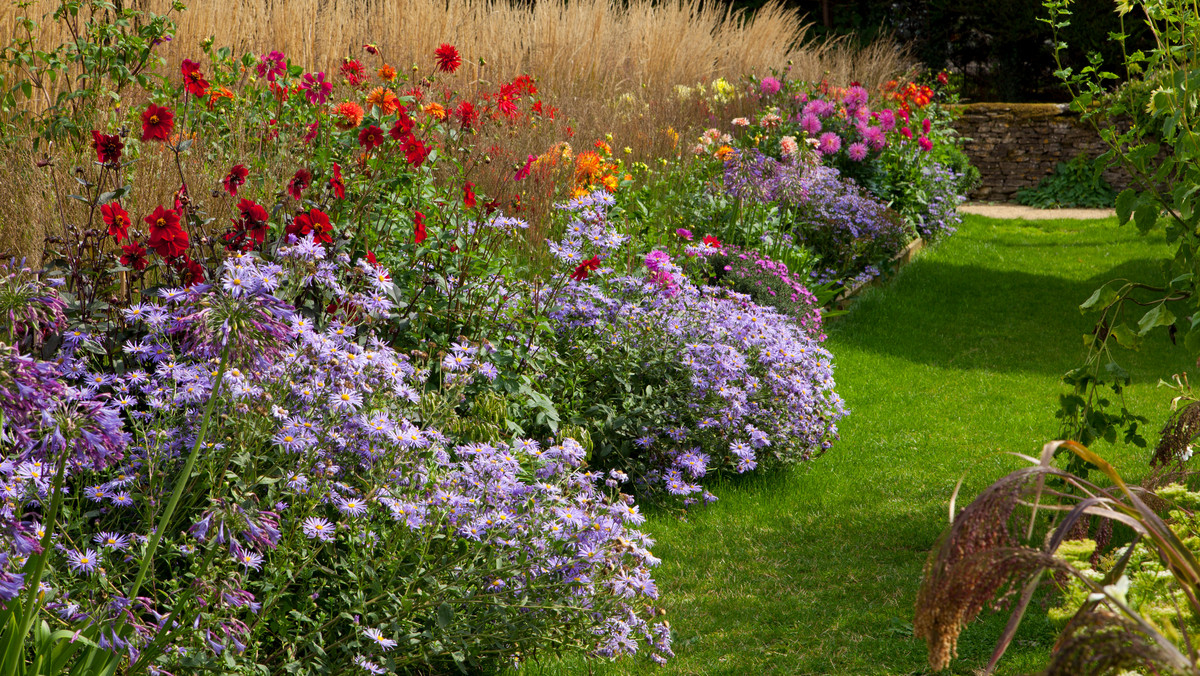 Jesienne kwiaty swoim pięknem potrafią ożywić ogród na wiele miesięcy