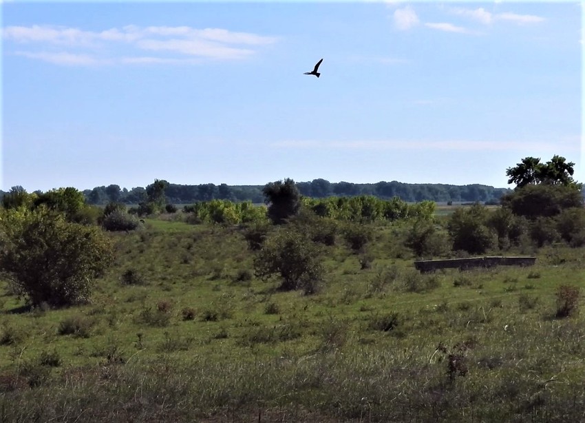 Soko lastavičar pušten u prirodu