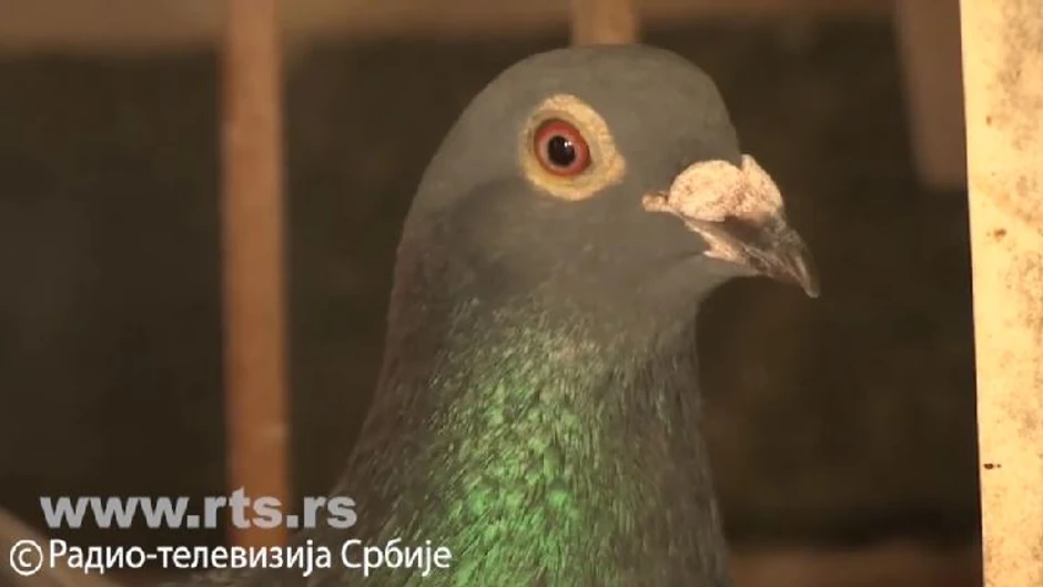 Golub pismonoša, maratonac iz Mačve