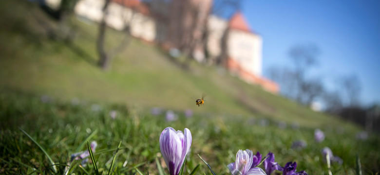 W Krakowie wiosna. Na bulwarach wiślanych zakwitły krokusy