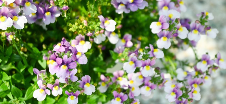 To nowa królowa polskich balkonów. Ten kwiat zdetronizuje pelargonie?