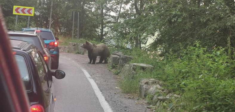 Przydrożne spotkanie w Rumunii: niedźwiedź spowalnia kierowców na górskiej drodze między Transylwanią a Oltenią (archiwum prywatne Rity Klaus)