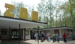 Zamawiają szarańczę do zoo