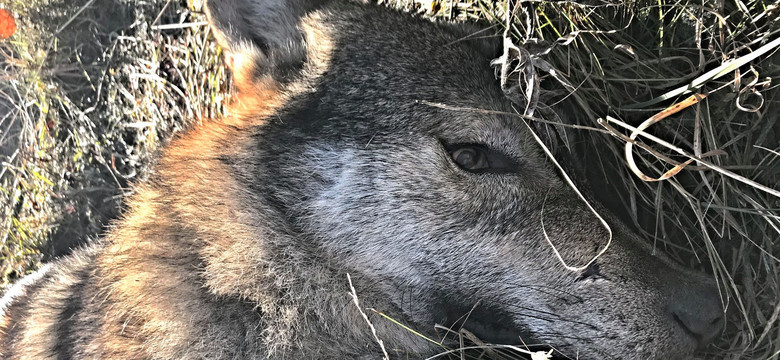 Trwa odstrzał wilków na Słowacji. W rejonie Tatr zabito już 11 zwierząt