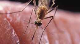 Co zrobić, kiedy uczula nas ślina komara?