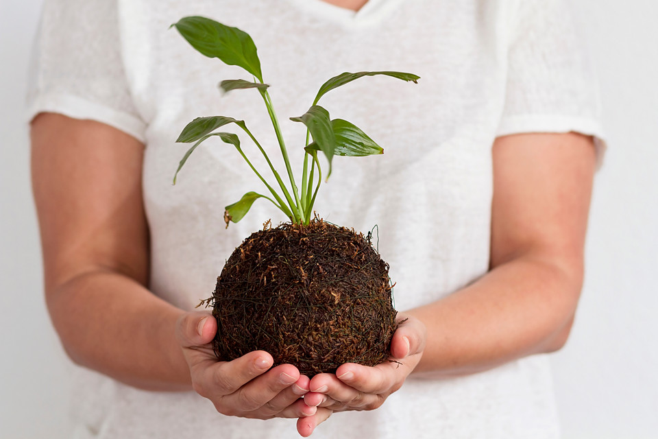 Kokedama