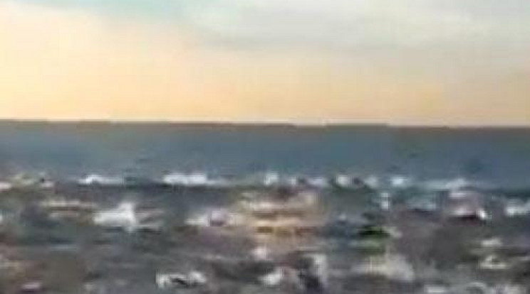 Több ezer delfin vonult egy csapatban – videó!