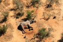 Dochodzenie w sprawie śmierci 275 słoni w Botswanie