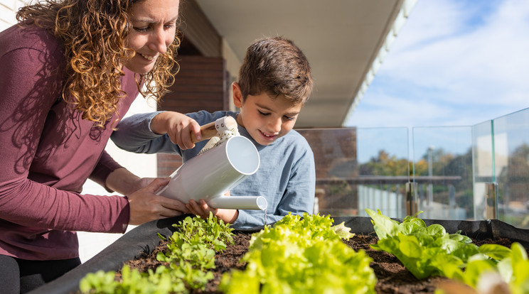 A tépősaláta jó választás, ha az otthoni termesztéssel spórolni is akarunk / Fotó: Shutterstock