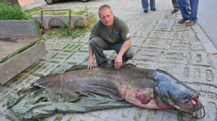 Ennek a harcsának csak a feje 28 kiló!