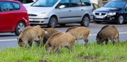 Groźne dziki atakują w Świdniku. Ganiają rowerzystów, a nawet samochody