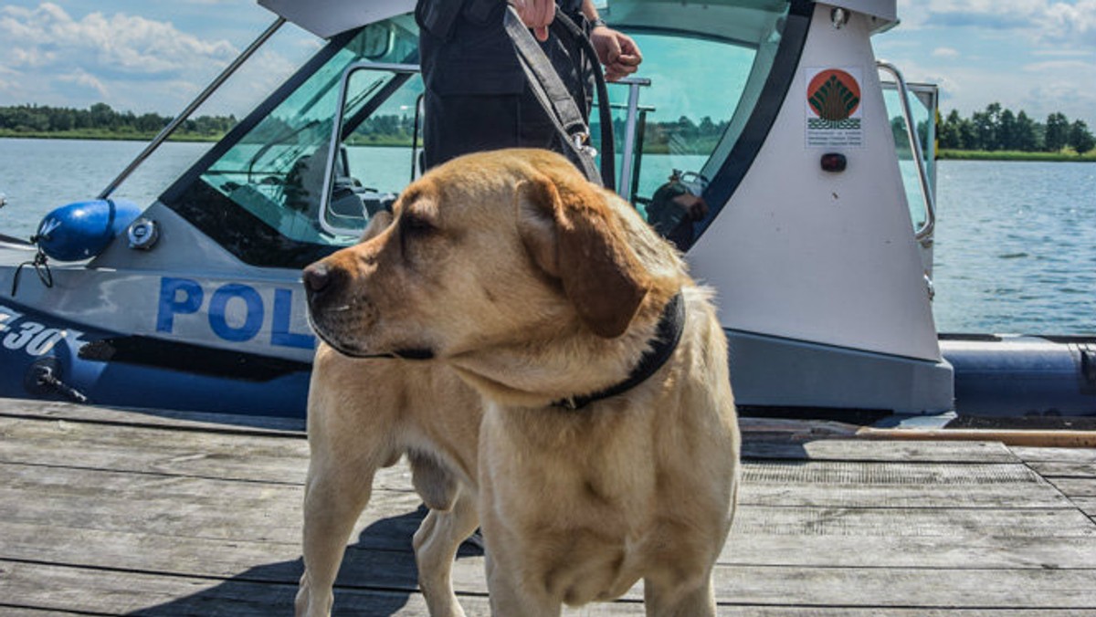 W poszukiwaniach 27-letniego mężczyzny, zaginionego na terenie województwa łódzkiego, brali udział policjanci z  Komisariatu Wodnego Policji w Poznaniu. Cała historia ma szczęśliwe zakończenie. Wszystko dzięki specjalnie wyszkolonemu labradorowi.