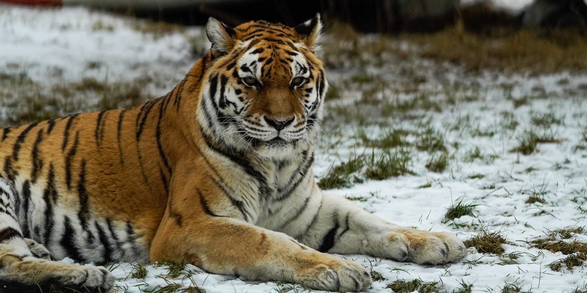 W zoo zwierzaki zimy się nie boją.