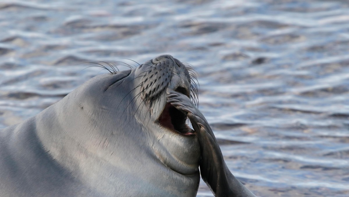 southern elephant seal (Mirounga leonina), pup, Falkland Islands