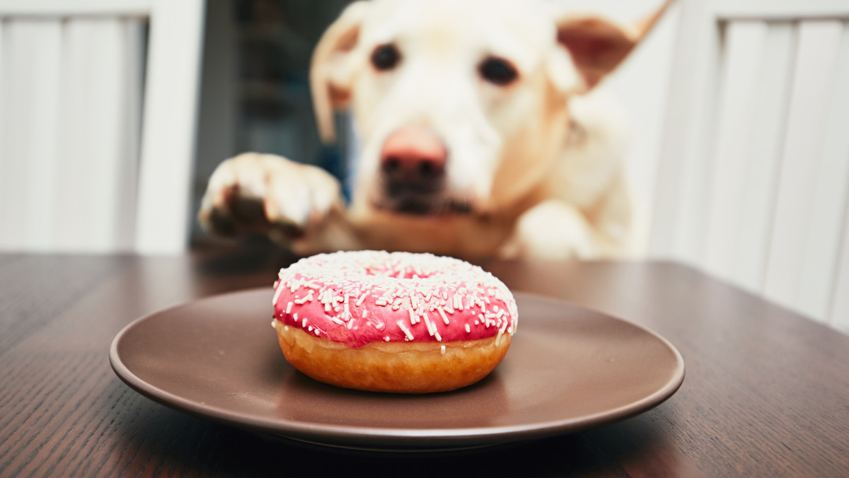 W kilkunastu lokalach gastronomicznych w Białymstoku można było dziś spotkać wolontariuszy z psami z miejscowego schroniska dla zwierząt. Akcja "Herbatka na czterech łapkach" odbędzie się także jutro; ma zachęcać do adopcji schroniskowych psów.