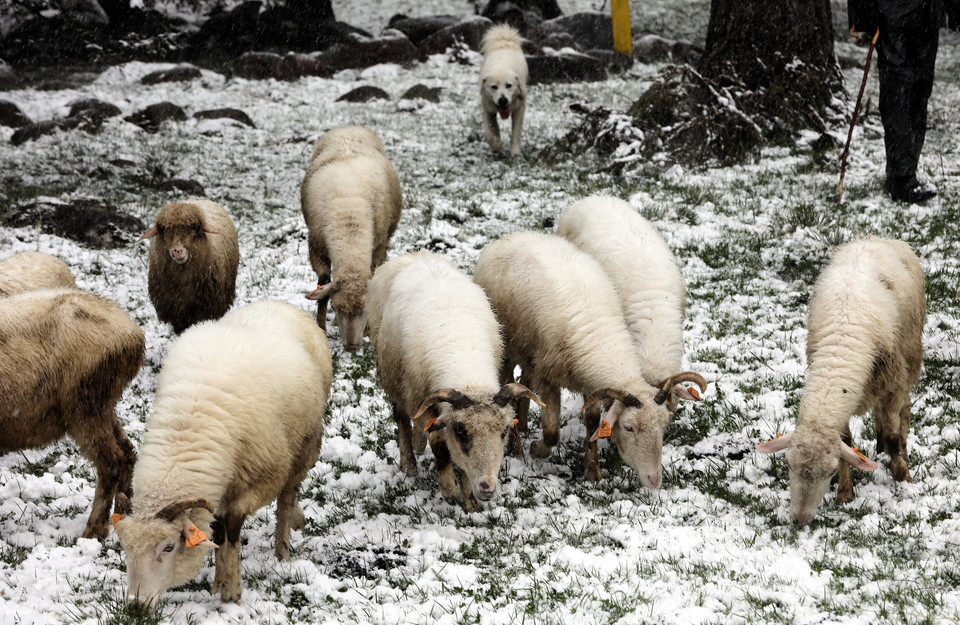 Owce na bacówce w Kuźnicach. Na Podhale wróciła zima