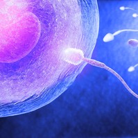 Egészséges sperma: ennyi minden befolyásolja a férfi termékenységet