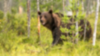 Międzynarodowe spojrzenie na etykę w ochronie zwierząt. Spotkanie ekspertów, naukowców i ekologów