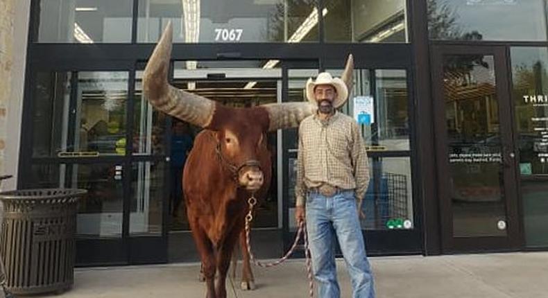 steer in petco