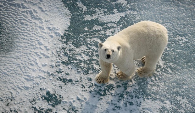 Polarni medvedi se oslanjaju na morski led kao platformu za lov | Foto: Trine Lise Sviggum Helgerud / Norwegian Polar Institute