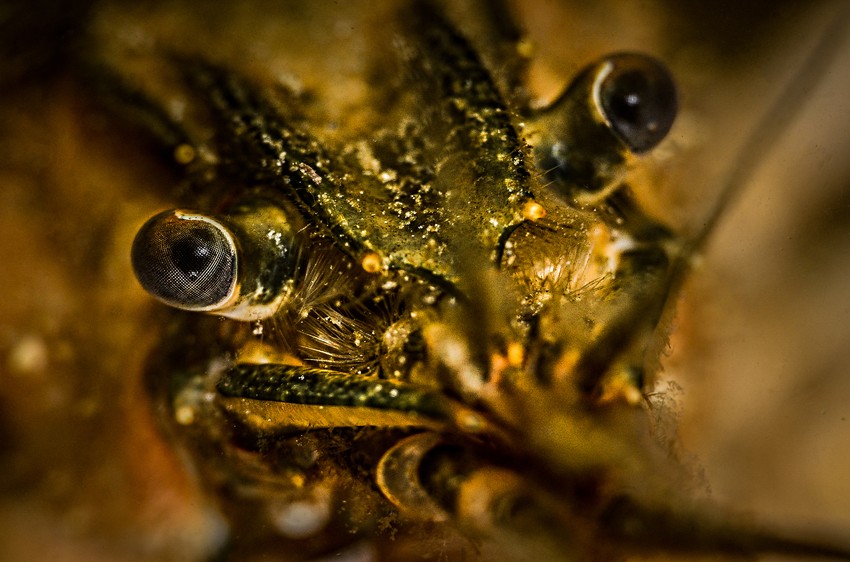 Slatkovodni rak - izbliza