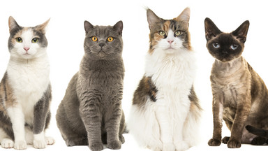 Najpiękniejsze rasy kotów. Czy twój pupil jest na liście?