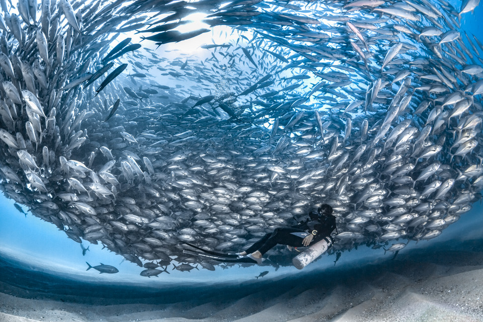 Zwycięzcy 8. Konkursu Fotografii Podwodnej Ocean Art 2019