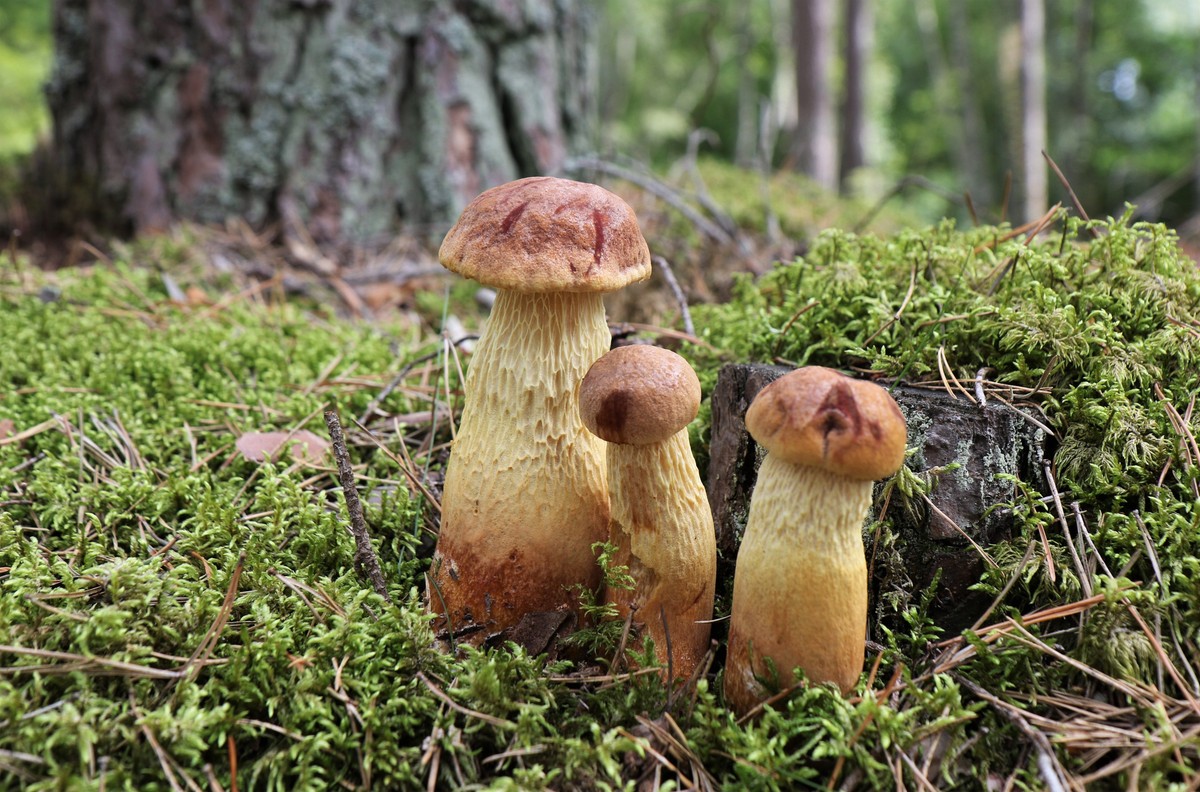Aureoboletus projectellus, czyli borowik amerykański, upodobał sobie polskie lasy