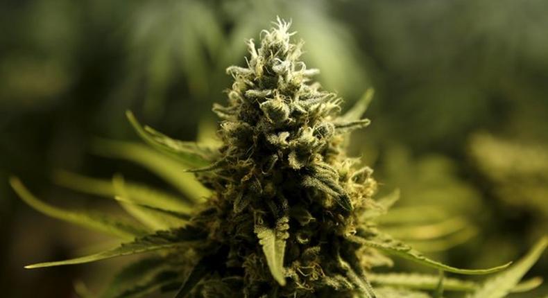Marijuana/Cannabis plant