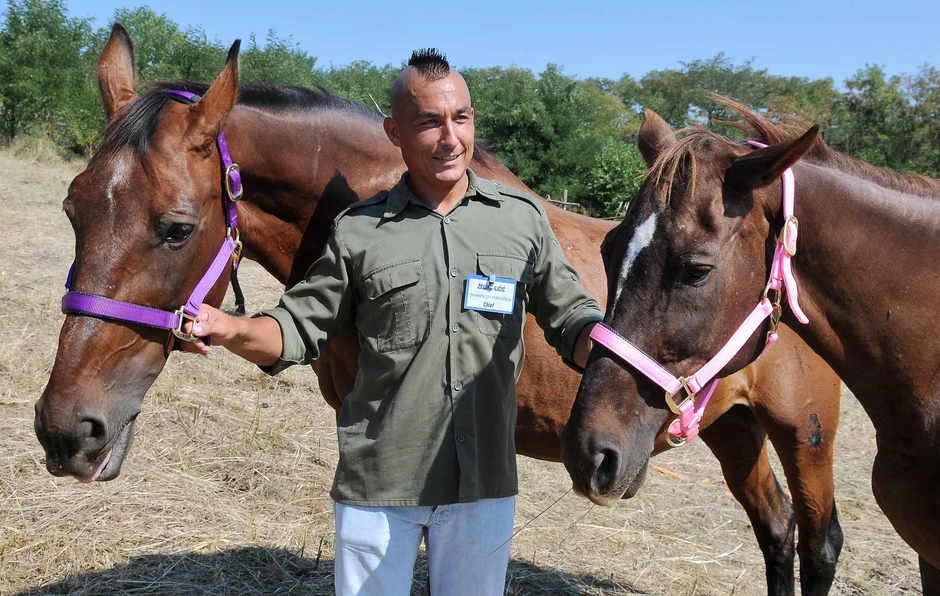 Kapacitet azila je do 100 grla