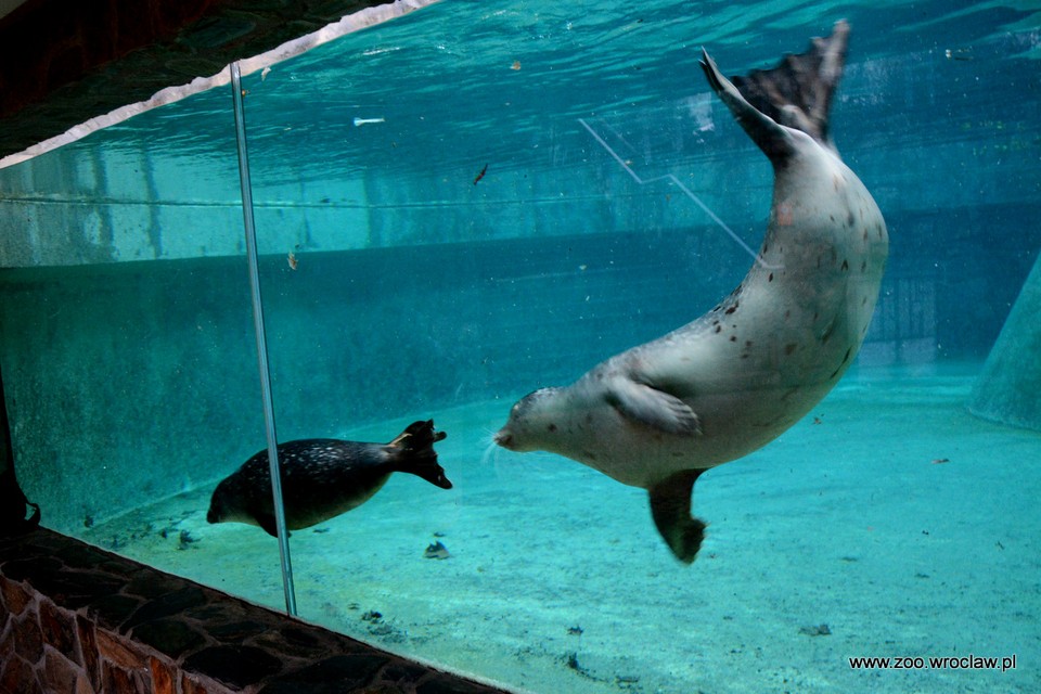 Trzy nowe foki zamieszkały we wrocławskim zoo