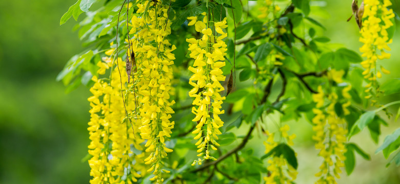 Kaskady żółtych kwiatów sprawiają, że bywa nazywany "żółtym deszczem". Złotokap i jego uprawa