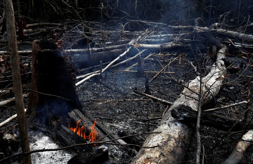 Pożar Amazonii. Płoną lasy deszczowe. Płuca świata zagrożone ogniem