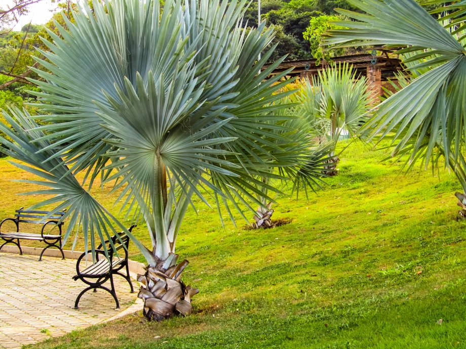 Palma Trachycarpus Fortunai w naturze rośnie w Ameryce Południowej. 