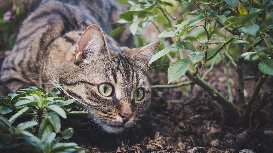 Kot w ogrodzie