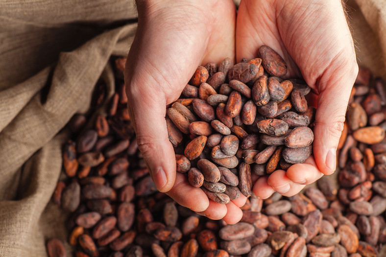 Czy grozi nam wymarcie kakaowców?