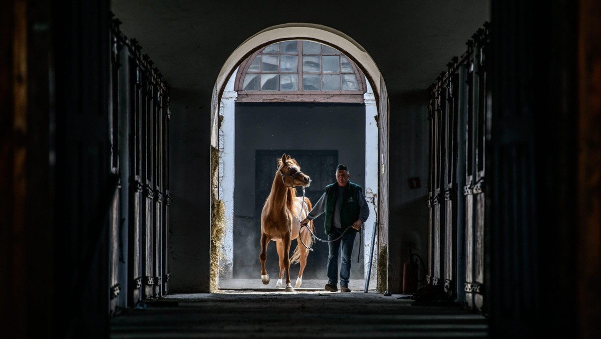 konie Janów Podlaski araby stadnina