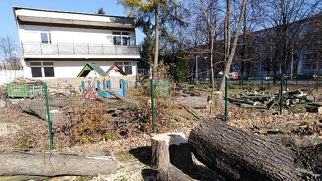 Wycięte drzewa przy żłobku na Chodeckiej. Fot. Andrzej Dąbrowski