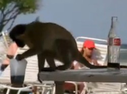 Małpa też człowiek, czyli pijak i złodziej