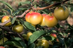 Szybko utworzysz z niej żywopłot. Jej owoce podobne są do mirabelek