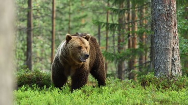 Zaatakował go niedźwiedź. Mężczyzna się zemścił