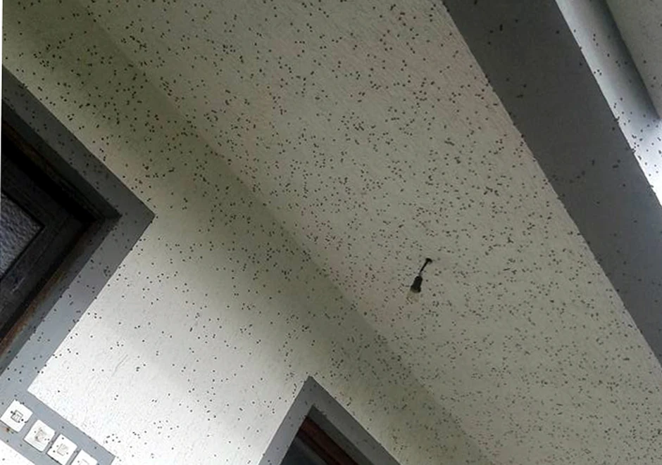 Nisu opasne, ali smetaju