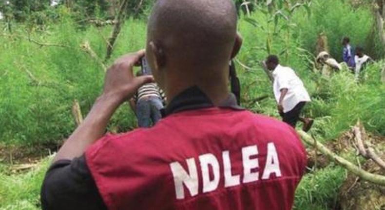 NDLEA destroys 40 hectares of hemp plantation in Oyo state. 