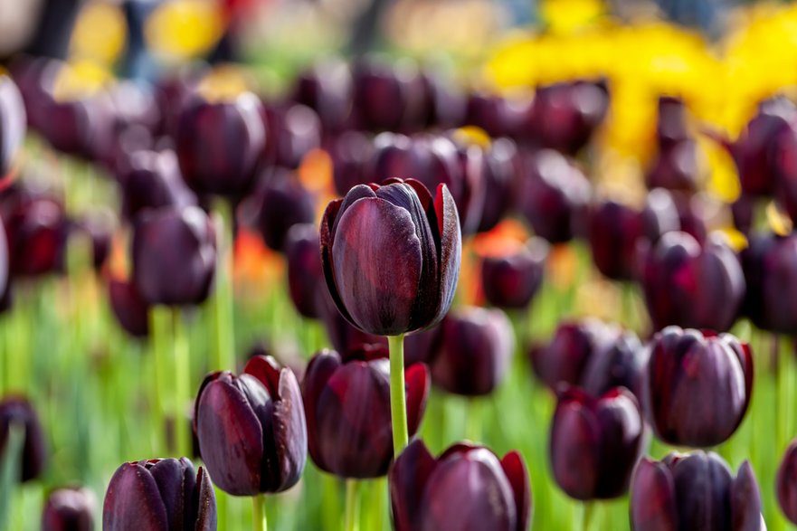 Tulipan "Queen of Night" (Tulipa)